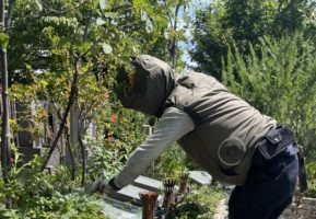 牛込庭苑、花の植え替えはじまりました