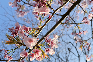 牛込庭苑では彼岸桜やミモザが満開です